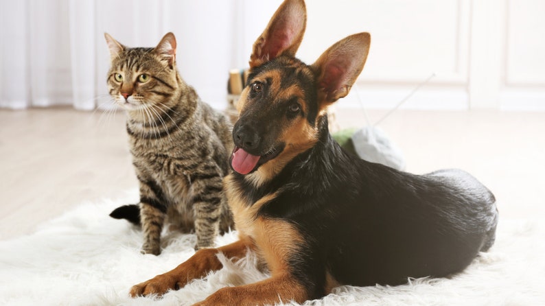 May include: A brown and black German Shepherd puppy with its tongue sticking out, lying on a white fluffy rug next to a brown tabby cat.