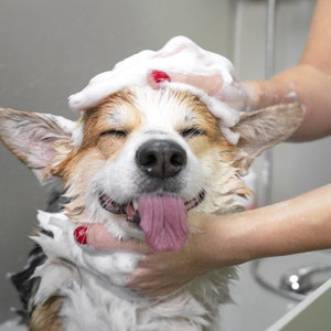 May include: A brown and white dog with its eyes closed is getting a bath. The dog has a white, foamy shampoo on its head and is smiling with its tongue sticking out. A person's hand is holding the dog's head and applying the shampoo.