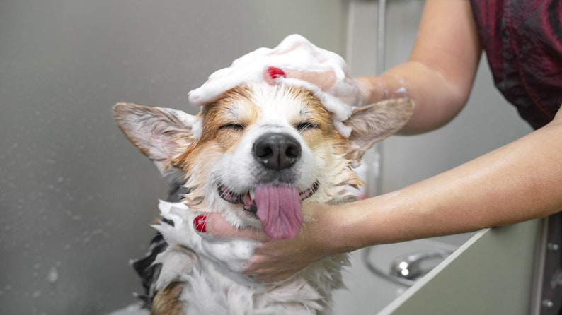 May include: A brown and white dog with its eyes closed is getting a bath. The dog has a white, foamy shampoo on its head and is smiling with its tongue sticking out. A person's hand is holding the dog's head and applying the shampoo.
