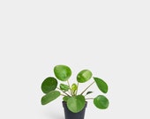 Pilea Peperomioides