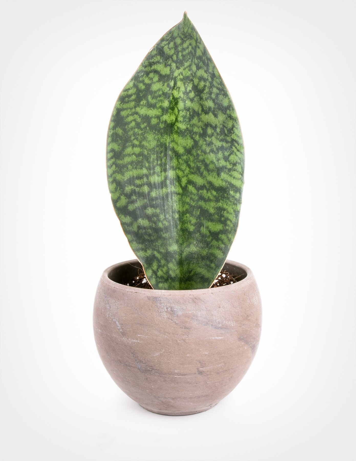 Sansevieria Masoniana Whale Fin Snake Plant Etsy Singapore