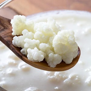 May include: Close-up of kefir grains on a wooden spoon, with a bowl of kefir in the background. The kefir grains are white and have a cauliflower-like appearance. The kefir is a creamy white color.
