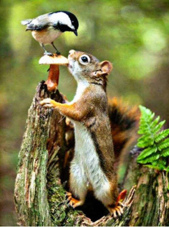 Squirrel & Bird 5D DIY Diamond Painting Squirrel & Bird 5D DIY Diamond Painting