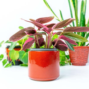 Könnte beinhalten: Ein roter Keramiktopf mit einem dunkelgrauen Rand beherbergt eine rosa-grüne Zimmerpflanze mit großen Blättern. Die Pflanze ist scharf, während der Hintergrund unscharf ist.