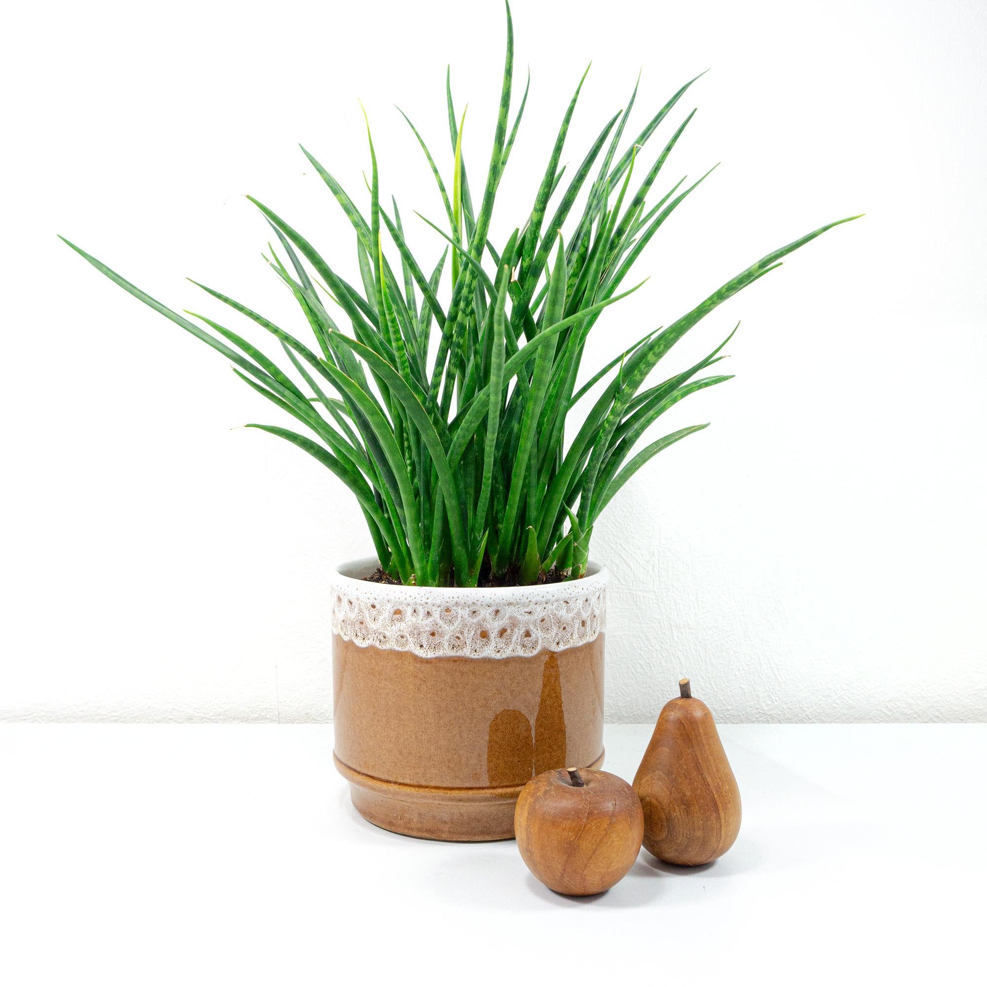 Fat lava planter - Etsy 日本