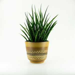 May include: A green snake plant in a brown and gold ceramic planter with a geometric pattern.