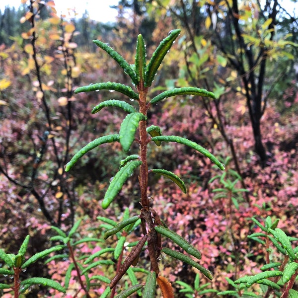 Labrador Tea