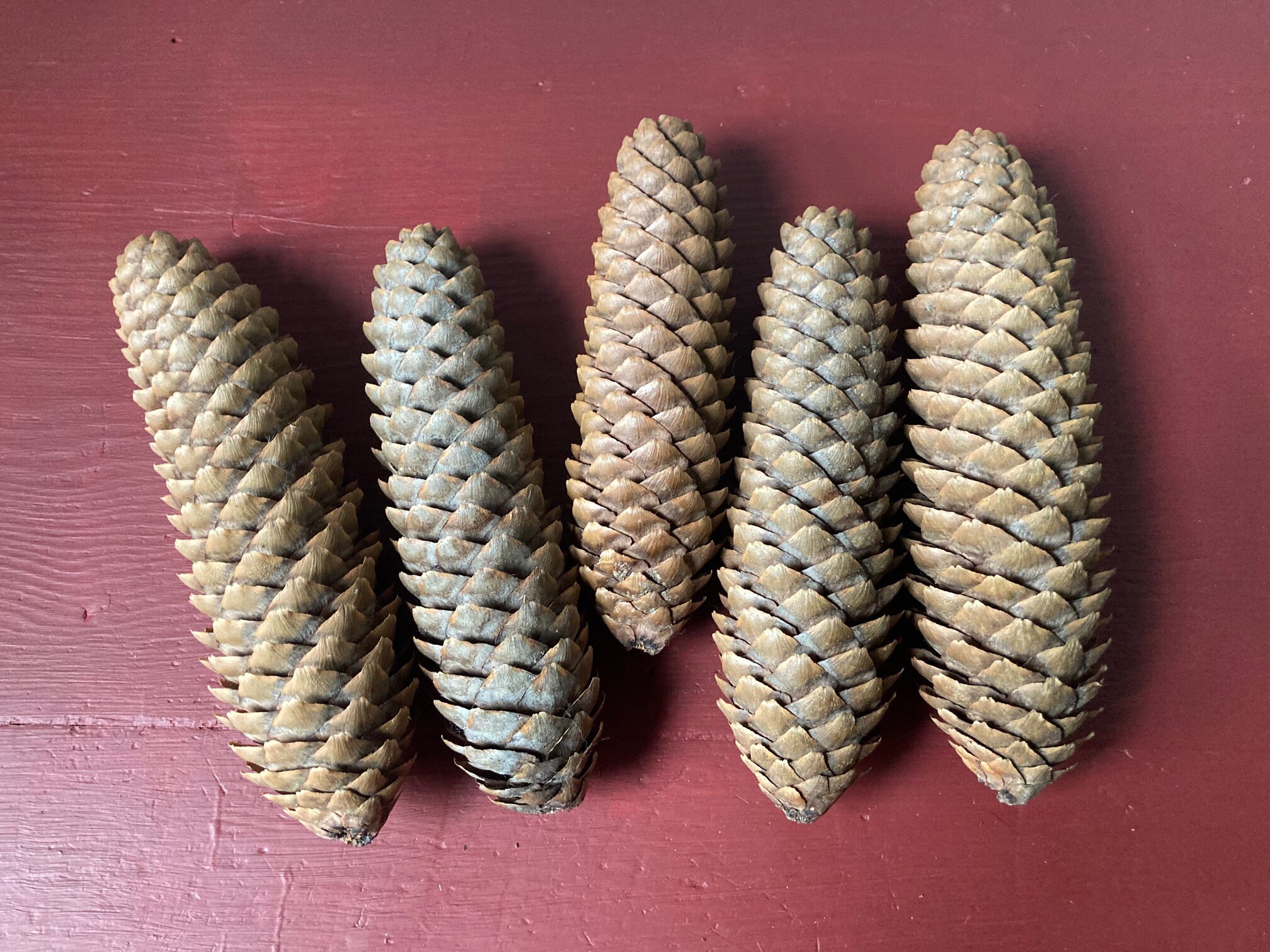 Pine Cones, Colorado Blue Spruce Pine Cones, Spruce Pine Cones, Pinecones