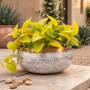 Puede incluir: Una maceta redonda de metal martillado con cuerpo plateado y borde liso de color cobre. La maceta contiene una planta pothos vibrante y colgante con hojas brillantes de color amarillo verdoso en forma de corazón que caen por los bordes.