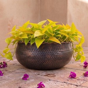 Puede incluir: Un cuenco macetero redondo de metal bronce oscuro martillado que contiene una vibrante planta pothos de color amarillo verdoso neón. Varias flores pequeñas de buganvilla magenta brillante están esparcidas alrededor de la base.