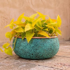 May include: A vibrant neon yellow pothos plant potted in a round, hammered metal planter with a textured teal patina finish and a smooth copper-colored rim. The plant features heart-shaped leaves that spill over the edge of the container.
