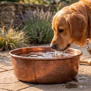 Könnte beinhalten: Ein goldbrauner Hund mit einem Lederhalsband trinkt Wasser aus einer runden, gehämmerten Kupferschale. Die Schale hat eine texturierte, genoppte Oberfläche und einen breiten Rand und enthält klares Wasser mit sichtbaren Wellen und Spritzern.