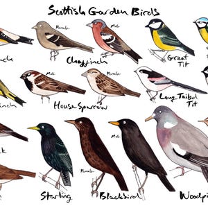 Impresión/tarjetas de aves de jardín escocés