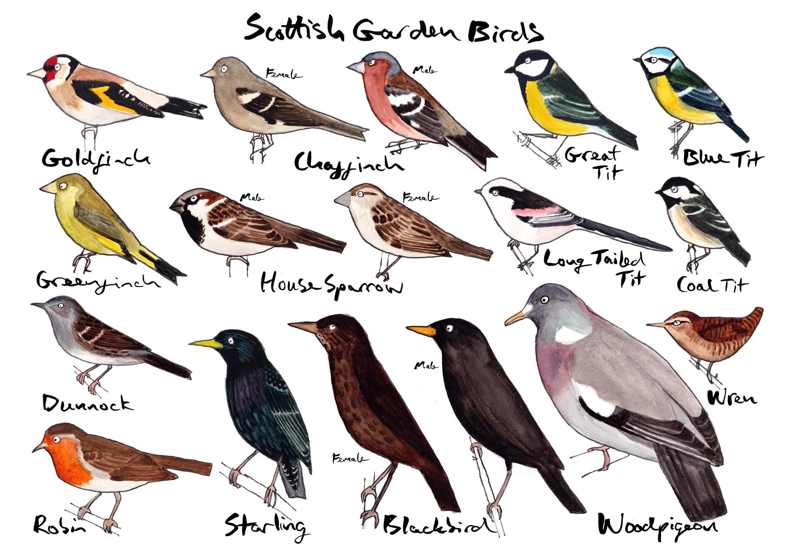 Scottish Garden Birds Print/Cards