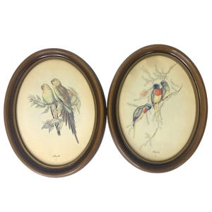 Parakeet Bird Lithograph Pair vintage oval framed prints J. Gould