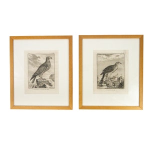 Antique 18th C Engravings Eagles Bird of Prey Matted Framed Fritzsch de Bakker