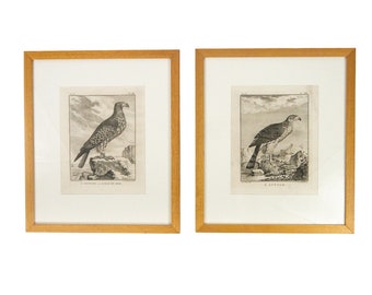 Antique 18th C Engravings Eagles Bird of Prey Matted Framed Fritzsch de Bakker