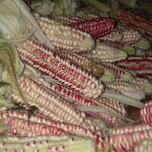 May include: A close-up of a pile of red and white corn cobs. The cobs are arranged in a random pattern, with some of the husks still attached.