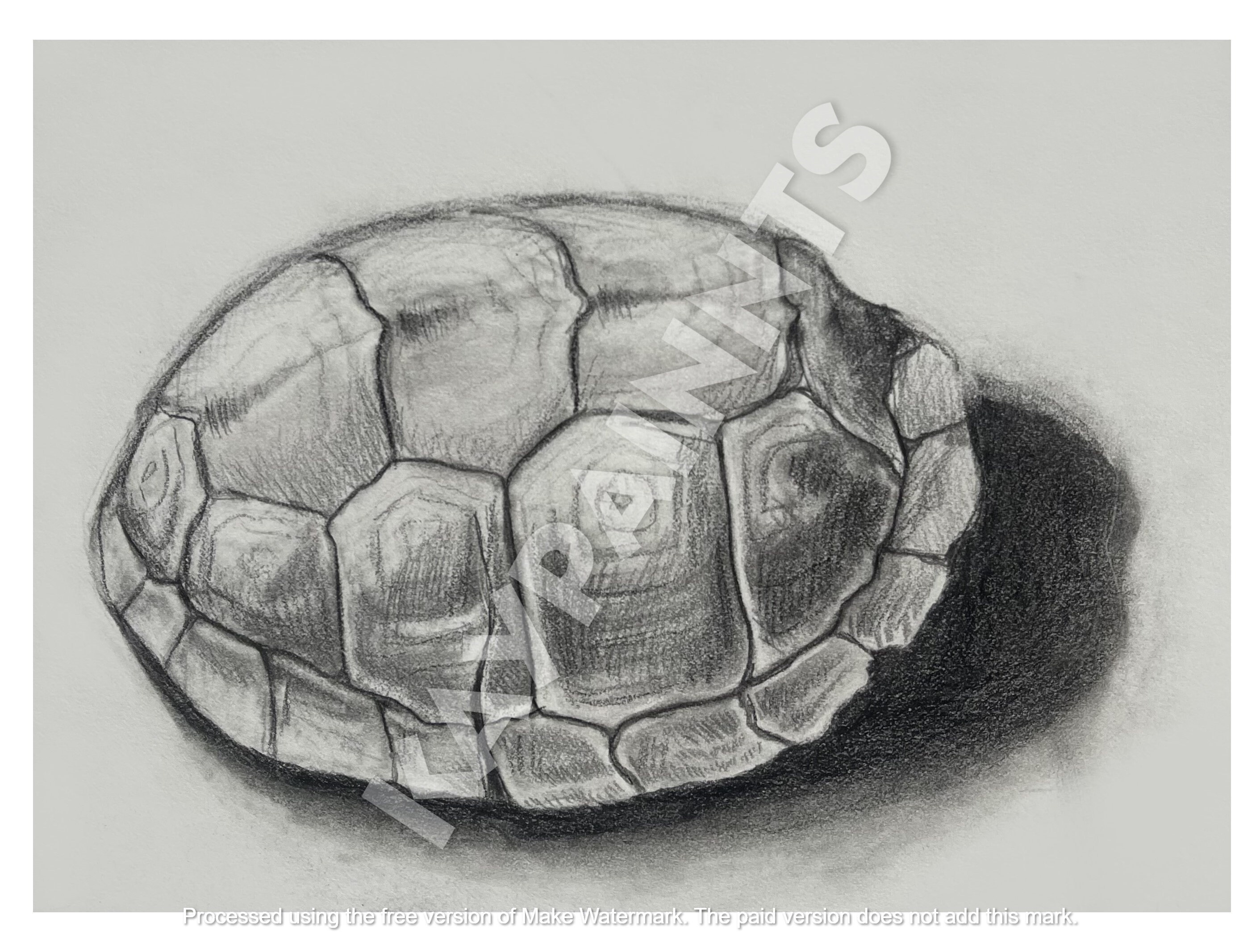 Turtle Shell Drawing Art Print - Etsy