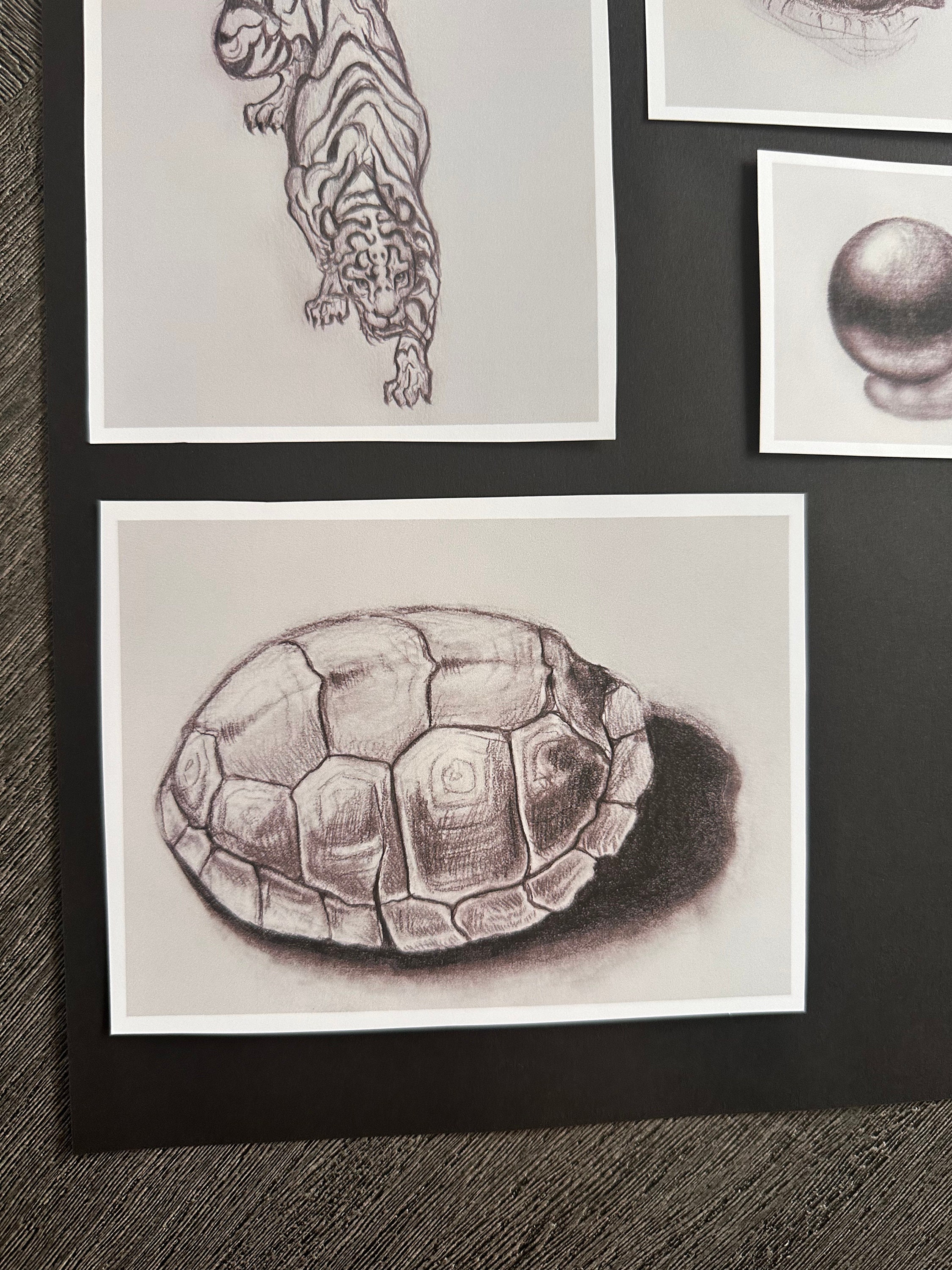 Turtle Shell Drawing Art Print - Etsy