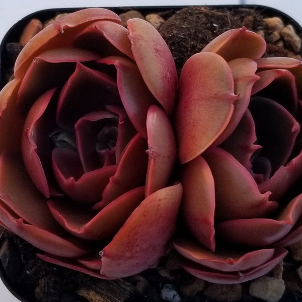 Echeveria Red Tan Rare Korean Succulent