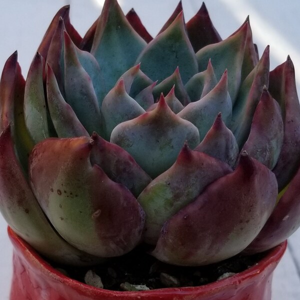 Echeveria Casio Variegated Rare Korean Succulent