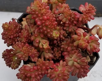 Sedum Rubrotinctum Redberry Crested Rare Korean Succulent