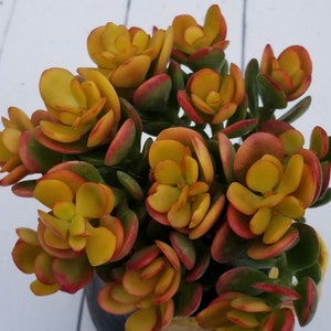 Crassula argentea f variegata Rare Korean Succulent