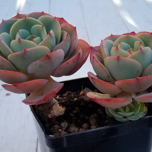 Echeveria dahlia rose Rare Korean Succulent