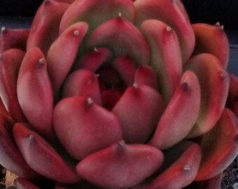 Echeveria Amestro Rare Korean Succulent