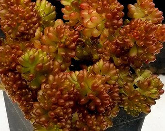 Sedum Rubrotinctum Redberry Crested Rare Korean Succulent