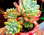 Echeveria blue elf Rare Korean Succulent