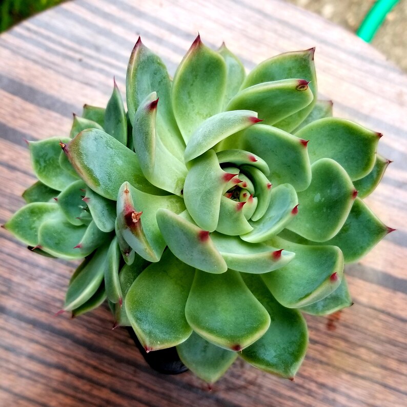 Echeveria /'Pink Tips/'Rare Korean Succulent