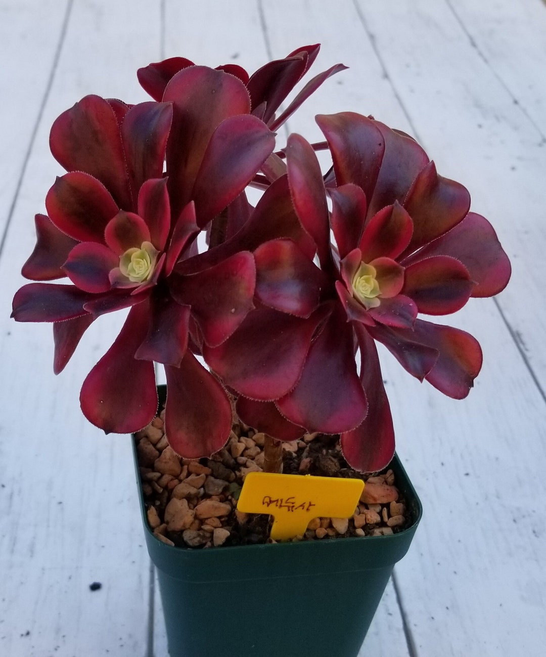 Aeonium Medusa Rare Korean Succulent Etsy
