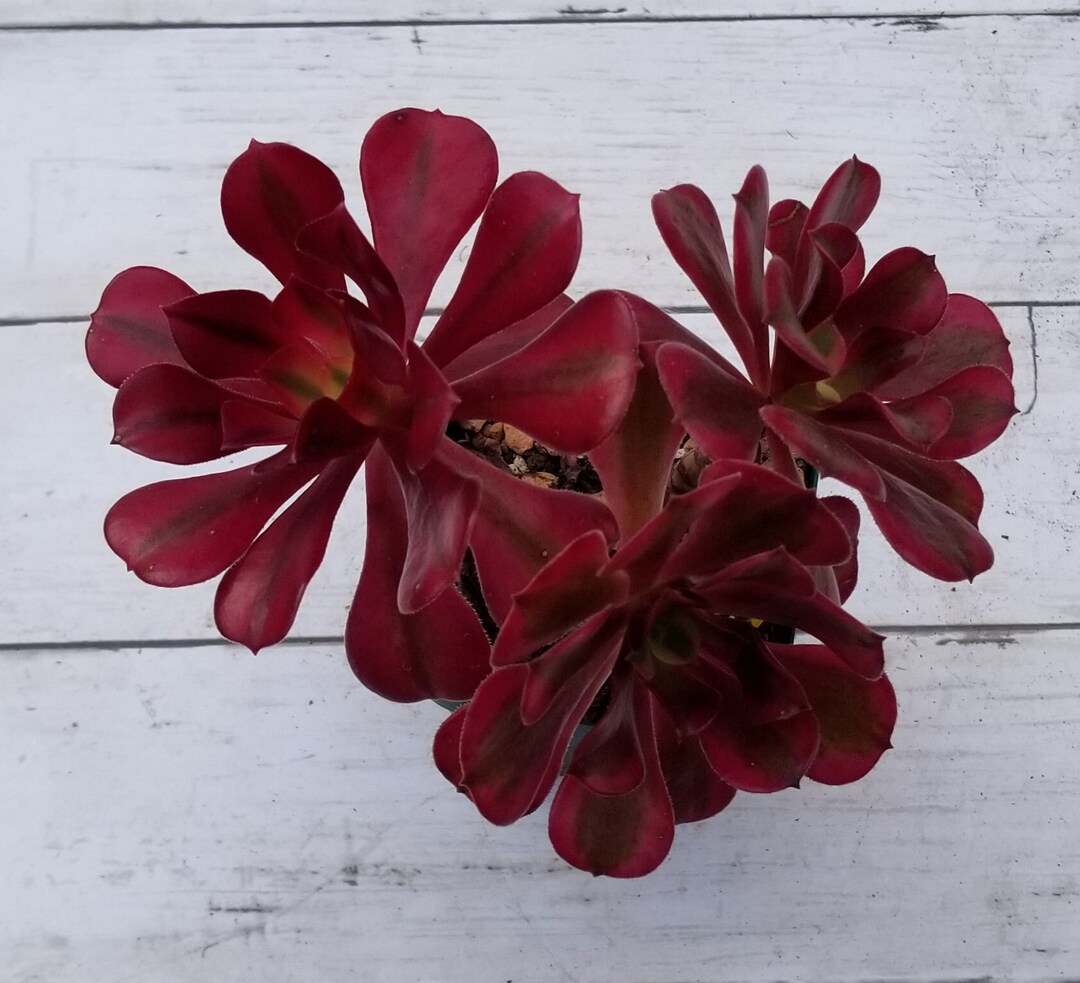Aeonium Medusa Rare Korean Succulent Etsy
