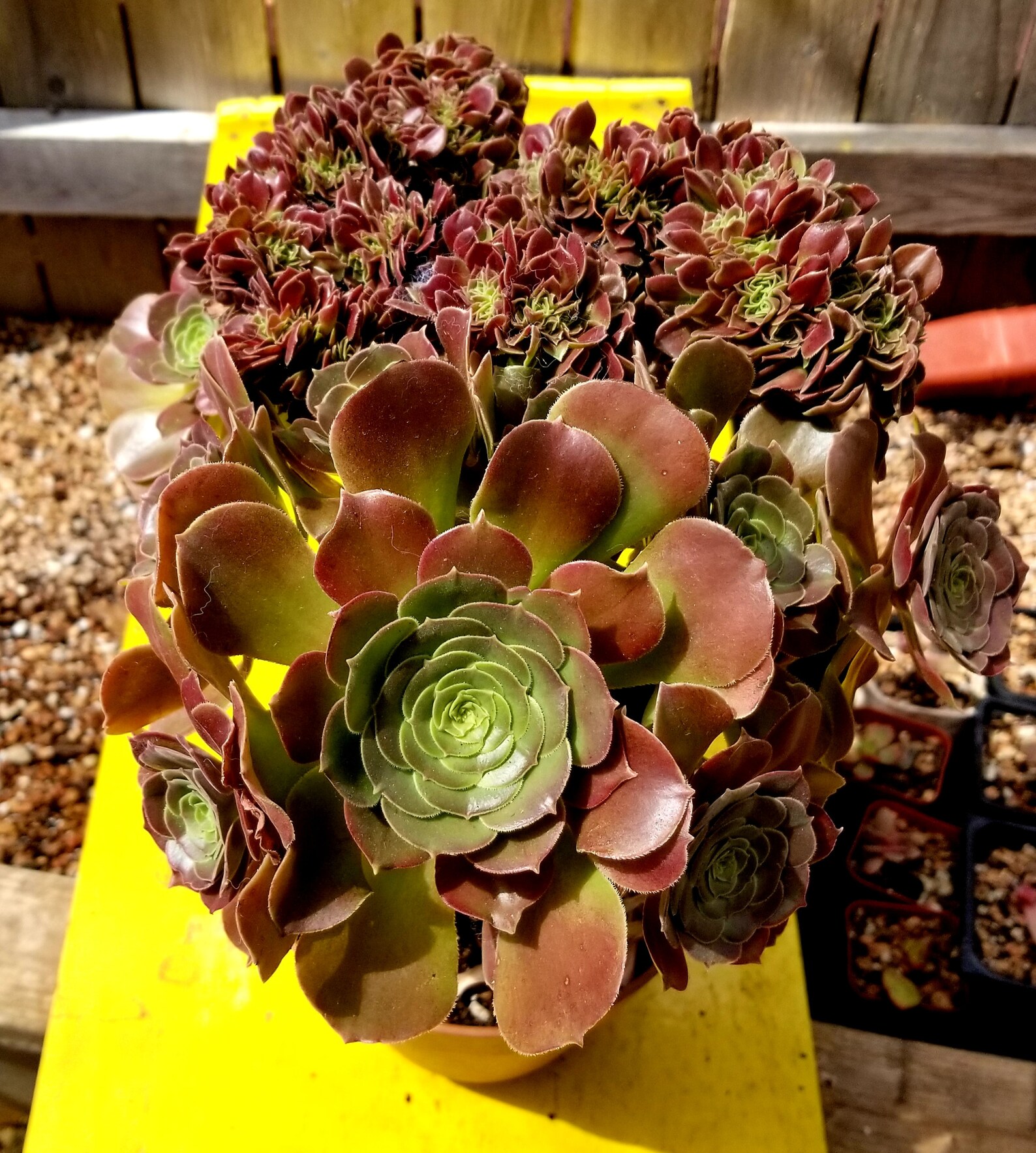 Aeonium Salad bowls Crested Rare Korean succulent Etsy