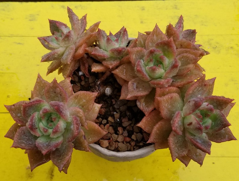 Echeveria Agavoides chimera Rare Korean shops Succulent