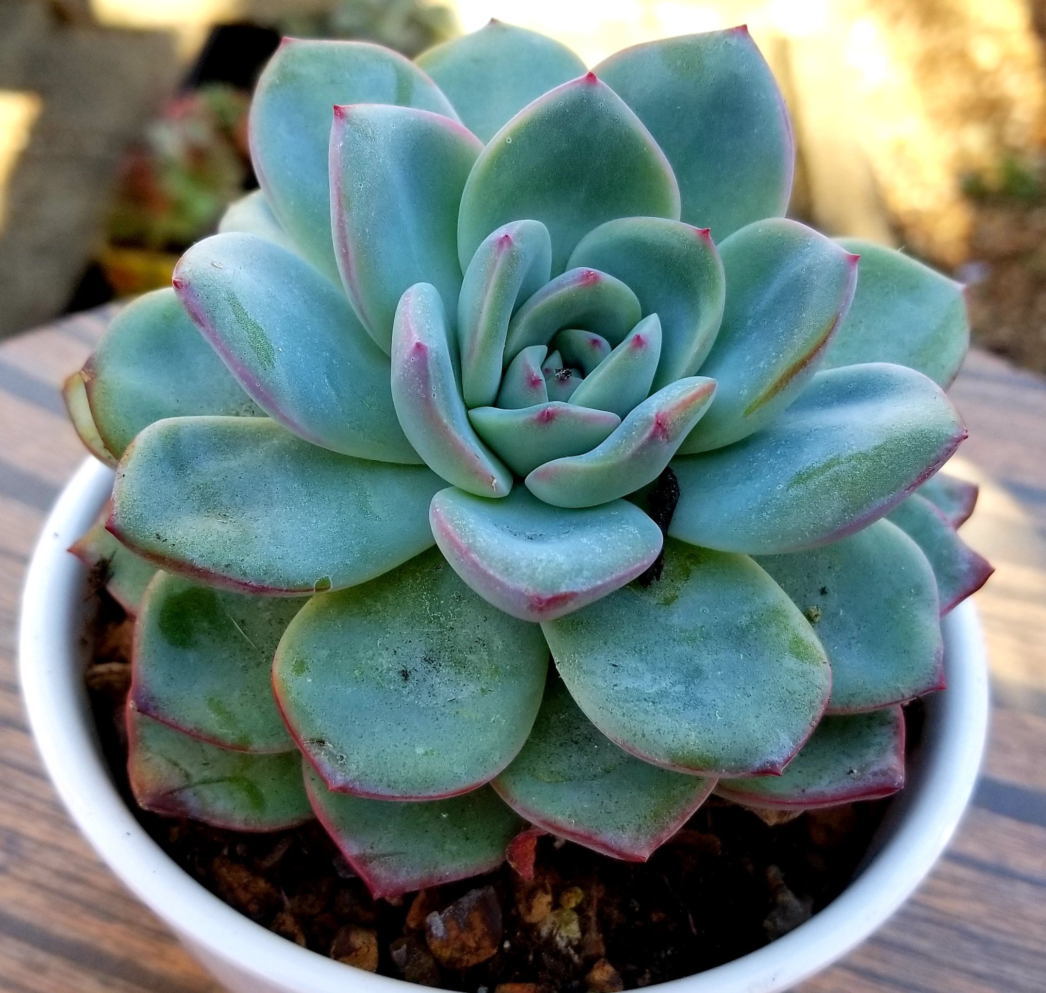 Outdoor & Gardening Echeveria Amabile Rare Succulents Plants Succulents & Cacti etna.com.pe