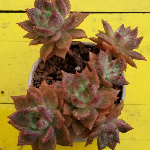Echeveria Agavoides chimera Rare Korean shops Succulent