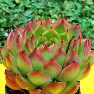 3.5&quot; Echeveria &#39;charleston&#39; - Rare Korean Succulent plant