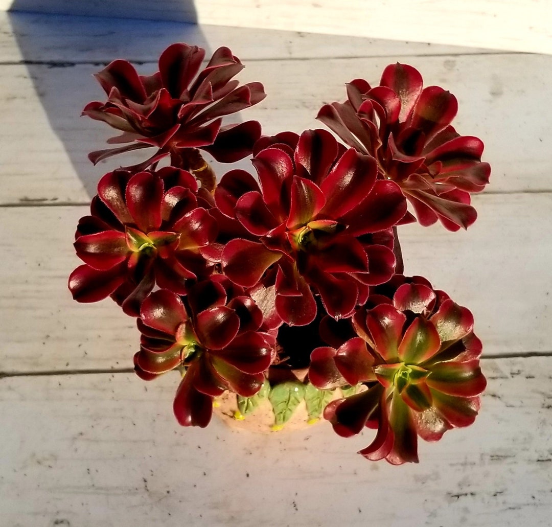 Aeonium Medusa Rare Korean Succulent Etsy