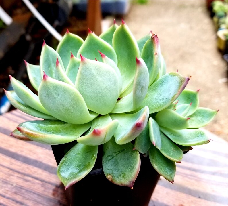 Echeveria /'Pink Tips/'Rare Korean Succulent