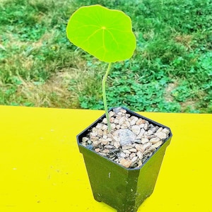 2&quot; &#39;Potted&#39; Stephania erecta- Rare Korean plant