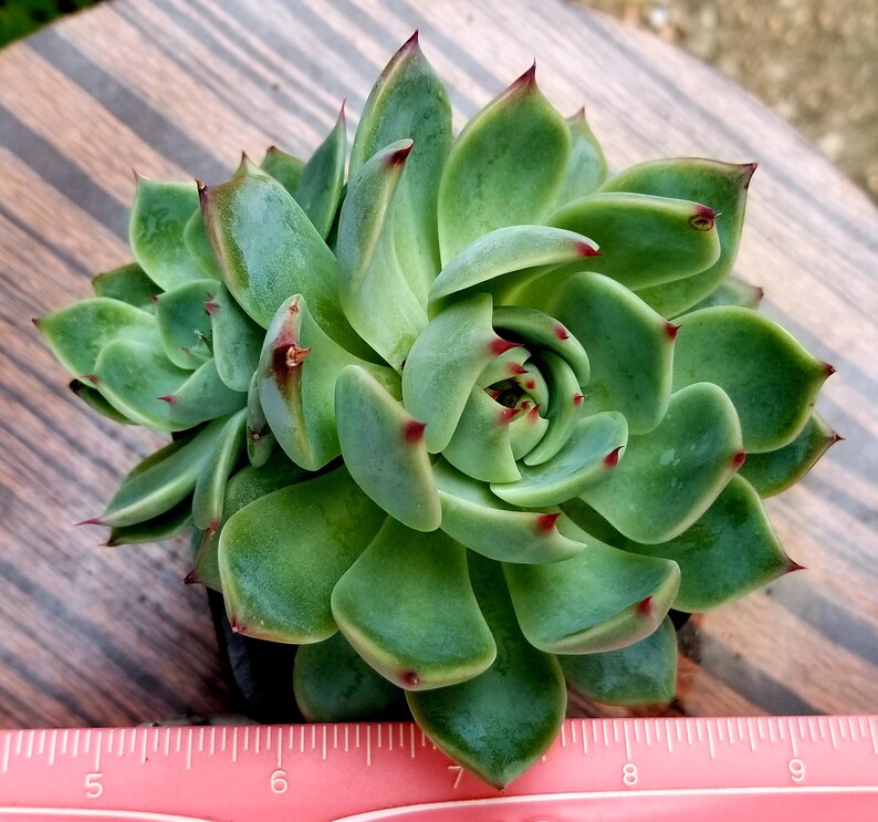 Echeveria /'Pink Tips/'Rare Korean Succulent