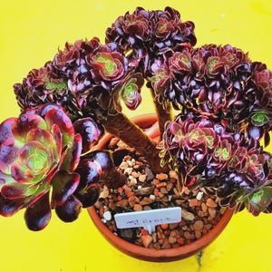 7-8&quot; &#39;Variegated+Crested&#39; Aeonium &#39;Sunrise&#39; f. variegata – Rare Korean Succulent Plant