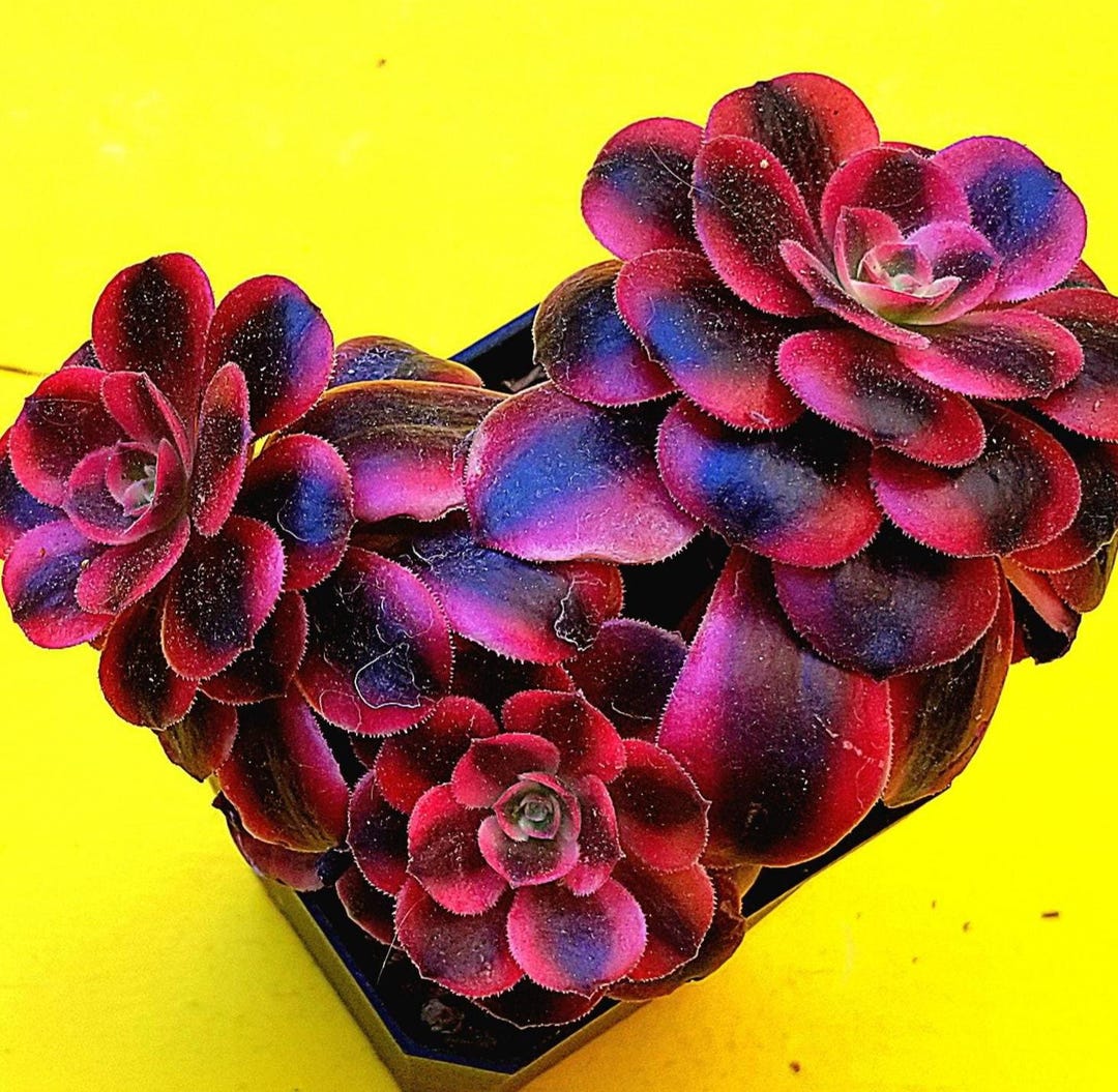 Aeonium Medusa Raro – Suculenta Importada De Corea Con Colores Vivos Verde Y Violeta, Planta De Interior Y Exterior En Maceta 12 Cm