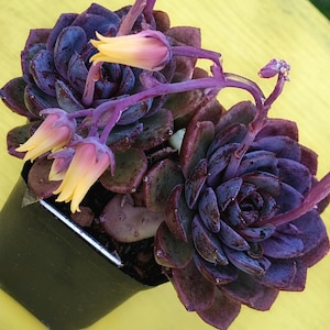 May include: A close-up of a succulent plant in a black pot. The plant has deep purple leaves with reddish-brown spots and yellow and pink flowers. The background is a bright yellow.