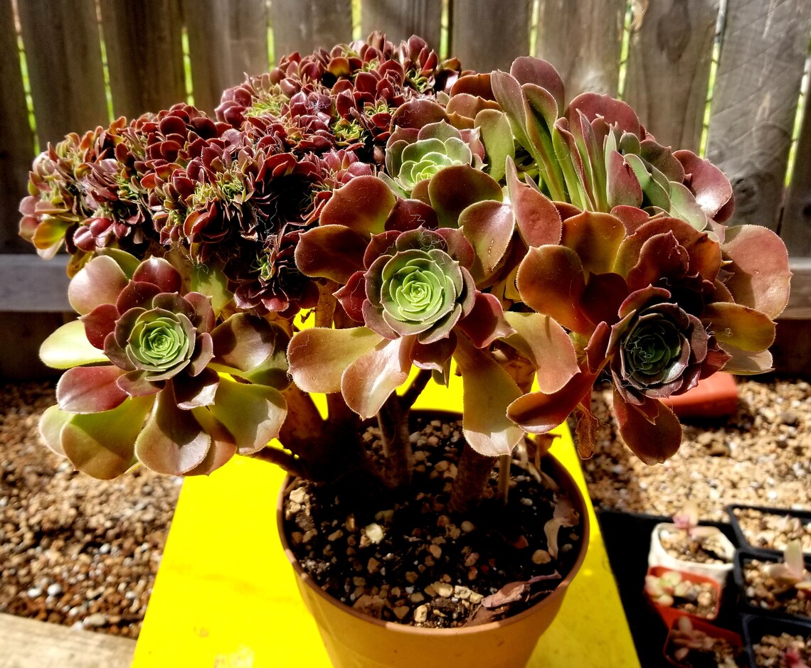 Aeonium Salad bowls Crested Rare Korean succulent Etsy