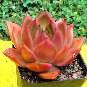4&quot; Echeveria &#39;Amestro&#39; - Rare Korean Succulent Plant