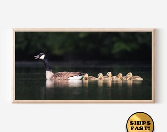 Canada Goose Family Art Print: Serene Wildlife Giclée, Panoramic Nature Decor